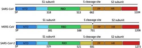 Recombinant 2019-nCoV S Protein RBD-SD1 (C-6His)